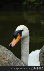 close up of a beautiful white swan in a artificial lake