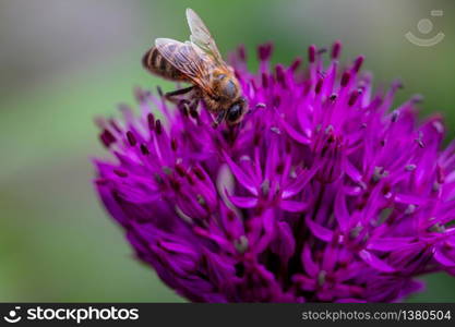 Close up of a bee, bombus pascuorum, gathering nectar on a purple Allium flower