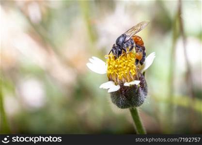 Close-up of a bee on a flower and yellow stamens.