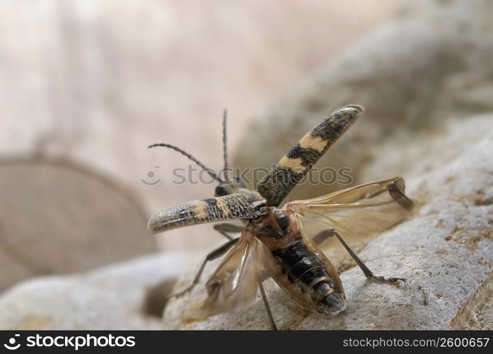 Close-up of a beetle on a rock