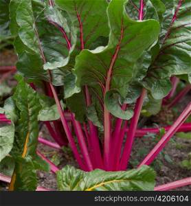 Close-up of a beetroot plant growing in the garden of Willka Tika Guesthouse, Willka Tika, Sacred Valley, Cusco Region, Peru
