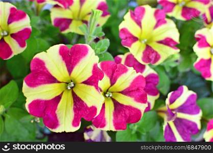 Close up of a Bicolor Purple and White Easy Wave Burgundy Star Petunia Flowers.