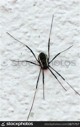 Close up of a big black spider on a white wall