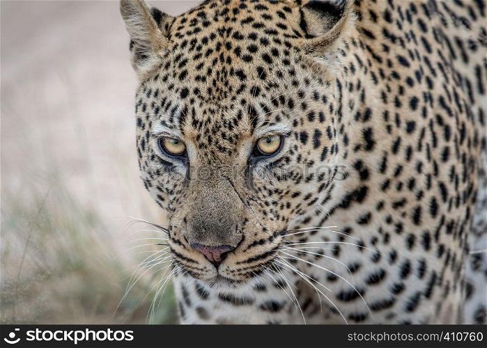 Close up of a big male Leopard in the Kruger National Park, South Africa.