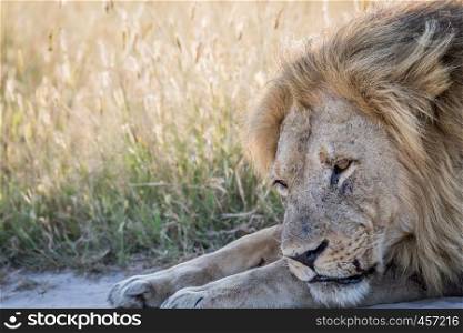 Close up of a big male Lion in the Chobe National Park, Botswana.
