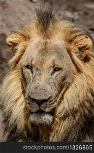 Close up of a big male Lion in the Welgevonden Game Reserve, South Africa.