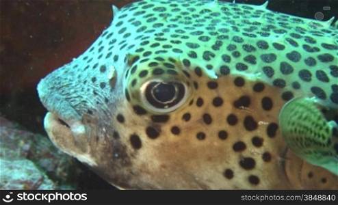 Close up of a big Purgeonfish.