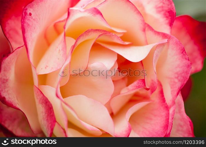 close-up of a big red and white rose with its sweet petals
