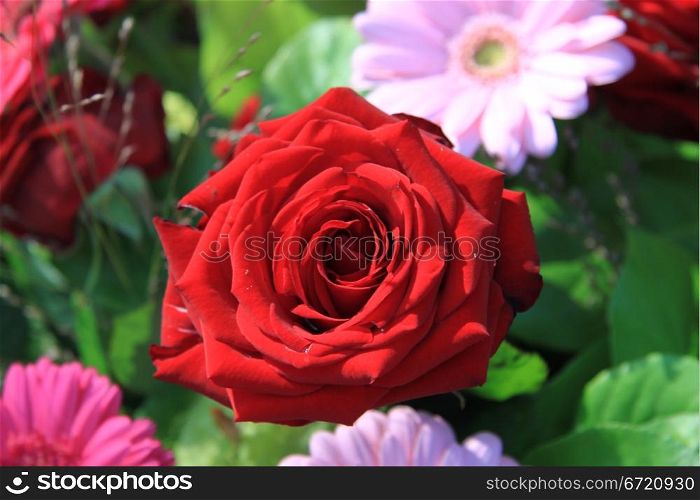 Close up of a big red rose in the sunlight