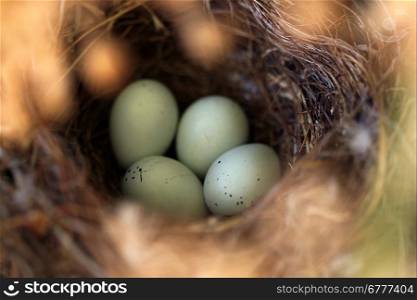 Close up of a bird nest with eggs in it.