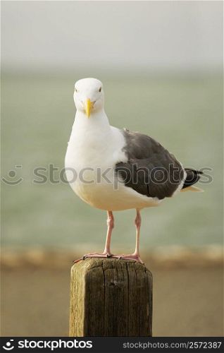 Close-up of a bird on a wooden post