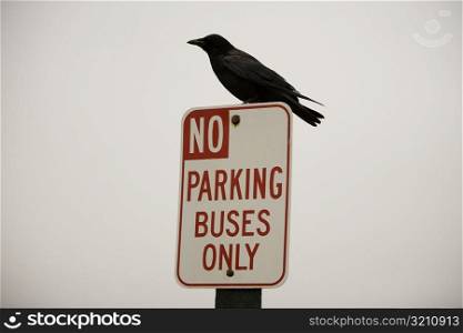 Close-up of a bird perching on a road sign