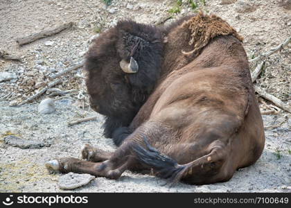 Close up of a Bison in Yellowstone National Park.