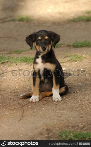 Close-up of a black and brown puppy, Moorea, Tahiti, French Polynesia, South Pacific