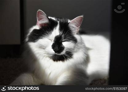 Close-up of a black and white Maine Coon domestic cat