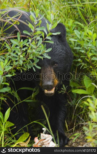 Close-up of a Black bear (ursus americanus)