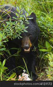 Close-up of a Black bear (ursus americanus)