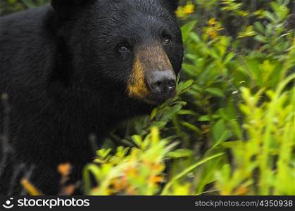 Close-up of a Black bear (Ursus americanus)