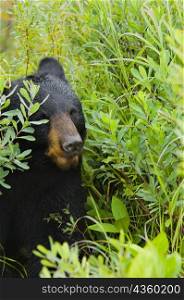 Close-up of a Black bear (Ursus americanus)