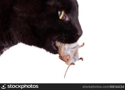 Close up of a black cat with his prey, a dead mouse