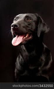 Close up of a black dog