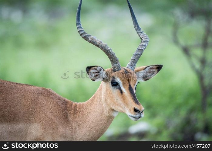 Close up of a Black-faced impala in the Etosha National Park, Namibia.
