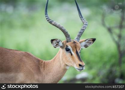 Close up of a Black-faced impala in the Etosha National Park, Namibia.