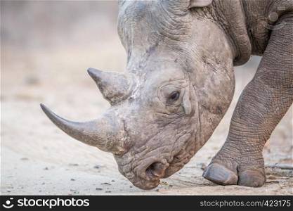 Close up of a Black rhino in the Kruger National Park, South Africa.