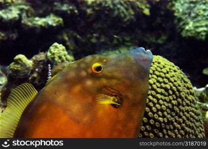 Close-up of a Blackheaded filefish (Pervagor melanocephalus) swimming underwater, Cayman Islands
