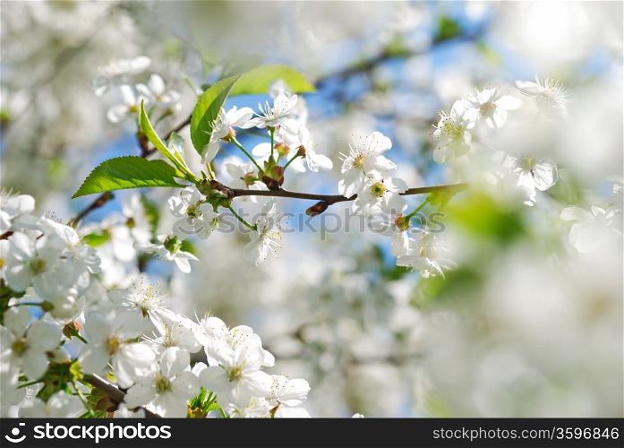 Close-up of a blooming cherry tree. Blooming Cherry Tree