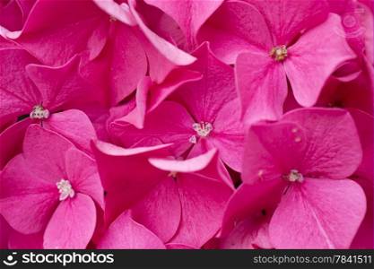 Close-up of a blooming pink Hydrangea.