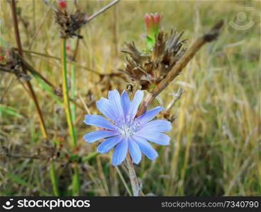 Close up of a blue chicory flower with a bee collecting nectar in a autumn field