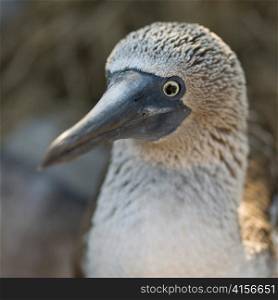 Close-up of a Blue-Footed booby (Sula nebouxii), Punta Suarez, Espanola Island, Galapagos Islands, Ecuador