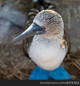 Close-up of a Blue-Footed booby (Sula nebouxii), Punta Suarez, Espanola Island, Galapagos Islands, Ecuador