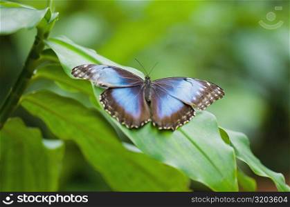 Close-up of a Blue Morpho (Morpho Menelaus) butterfly on a leaf