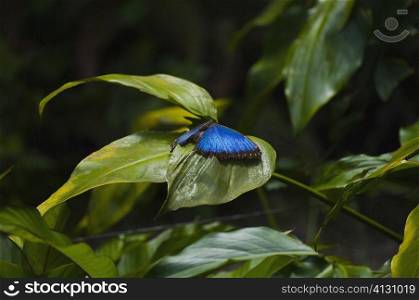 Close-up of a Blue Morpho (Morpho Menelaus) butterfly on a leaf