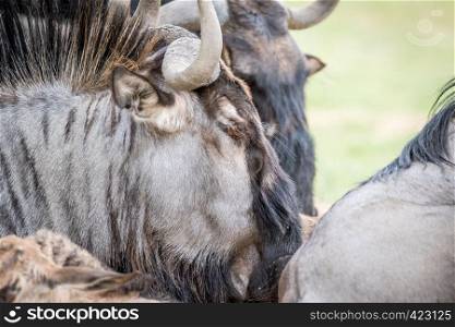 Close up of a Blue wildebeest in the Kalagadi Transfrontier Park, South Africa.