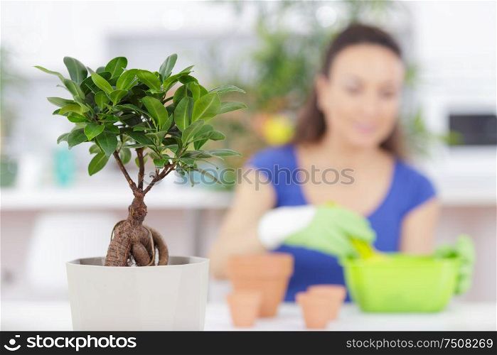 close up of a bonsai little tree