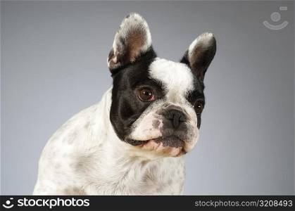 Close-up of a Boston Terrier