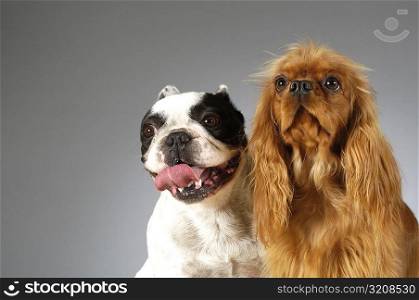 Close-up of a Boston Terrier and a Cocker Spaniel