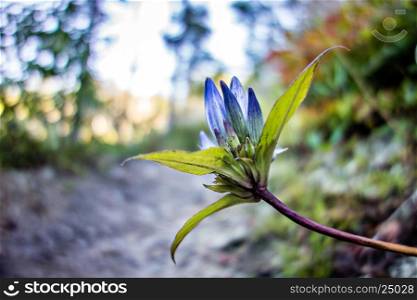 Close up of a Bottled Gentian flower on hiking trail