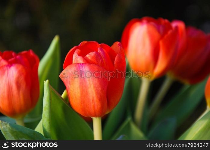 Close up of a bouquet red tulips