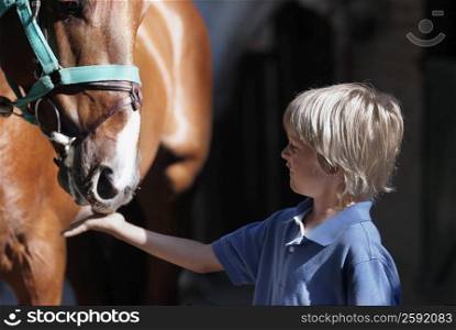 Close-up of a boy feeding a horse