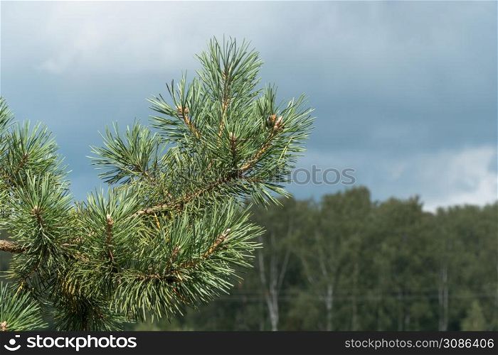 close-up of a branch of a needle spruce on the background of the forest. spruce branch against the sky