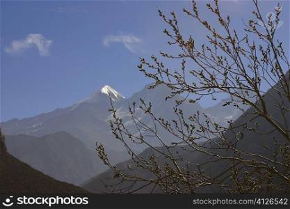 Close-up of a branch of a tree with mountains in the background, Muktinath, Annapurna Range, Himalayas, Nepal