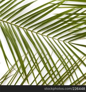 Close up of a branch of palm leaves represented on a white background, isolated on a white texture.Flat lay.. Branches of green leaves