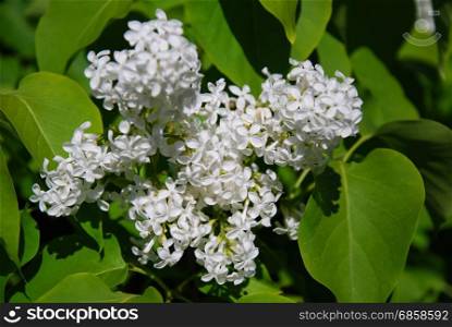 Close up of a branch of white blossom lilac flowers