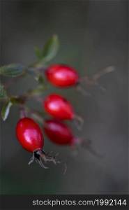 close up of a branch with rose hips on dark background, only one rose hip in focus