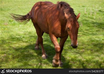 Close up of a British Suffolk Punch shire horse