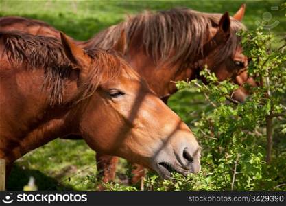Close up of a British Suffolk Punch shire horse eating